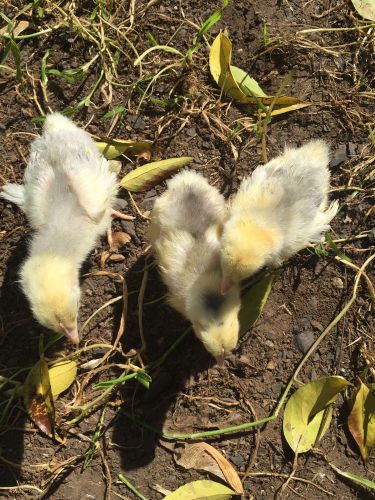 5+ Lavender Mottled English Orpington Hatching Eggs Fancy Chick Line