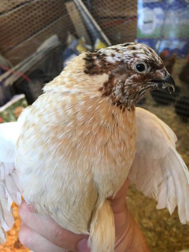 15+ Schofield Silver, Golden And Assorted Coturnix Quail Hatching Eggs