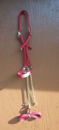 Bull halter with matching lead. red nylon &amp; brass buckles , chain , snap for sale