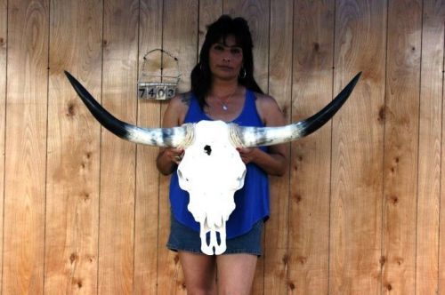 Steer skull and 3&#039; 5&#034; long horns cow longhorns h7403 for sale
