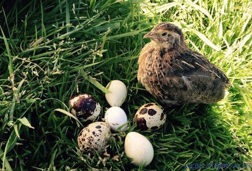 120 JUMBO PHARAOH COTURNIX QUAIL EGGS Premium Fertile Hatching Eggs