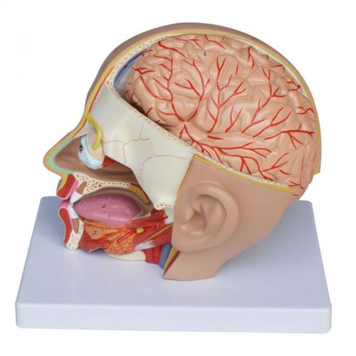 Human Anatomical Anatomy Head Skull Brain Medical Comprehensive Teaching Model