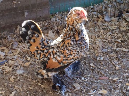 6+ Belgian Bearded D&#039;uccle ,Millie Fleur  SQ  Hatching Eggs Npip Tested !!!