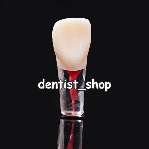 Dental Endo Root Canal Tooth for Practice Upper Right Central Incisor Tooth 1.1