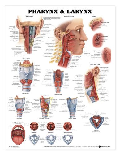 Pharynx and Larynx - ENT * Anatomy Poster * Anatomical Chart Company