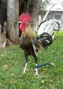 10+2 CUBAN HENNIE &amp; JEREZANO RED Game chicken Poultry Hatching Eggs