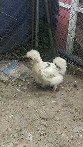 9+ Silkie Hatching Eggs. Paint, Splash, Blue Or Black