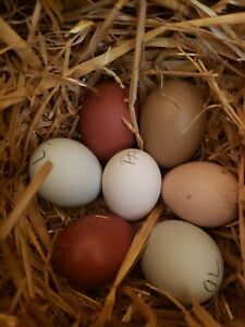 5+ Hens Choice Fertile Hatching Eggs..NPIP Certified AI clean