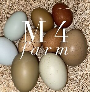 Easter Egger hatching Eggs