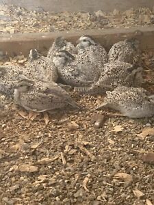 14+ Snowflake Bobwhite Hatching Eggs. NPIP Certified/AI Clean