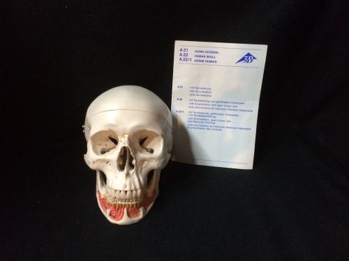 3B Scientific - A22 Classic Human Skull, Opened Jaw Anatomical Model (A 22)