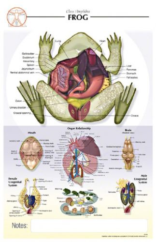 11 x 17 post-it - amphibious frog poster - biological chart for sale