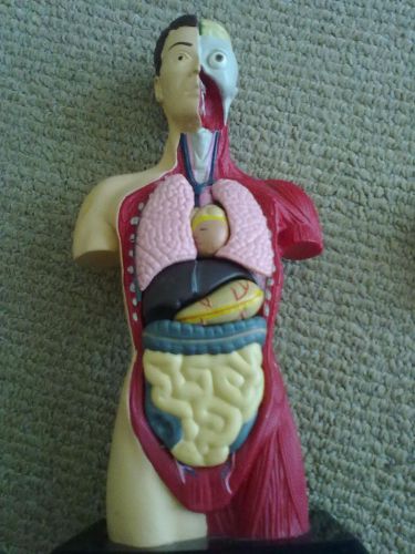9&#034; HUMAN ANATOMY MODEL WITH REMOVABLE ORGANS GREAT FOR HOMESCHOOLING OR LAB