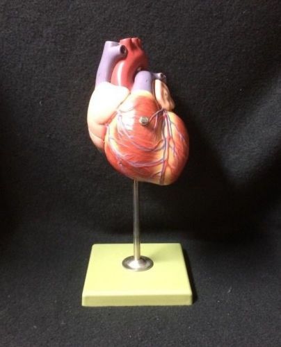 SOMSO HS4 Giant Heart, bicuspid, tricuspid semilunar Anatomical Model (HS 4)