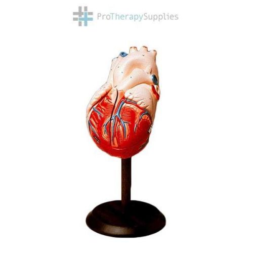 Anatomical Chart Company Giant Hands-on Heart Removable Model