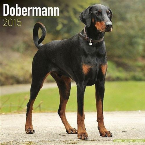 New 2015 dobermann (euro) wall calendar by avonside- free priority shipping! for sale