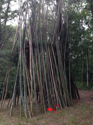 Wholesale lot clearance 330 moso timber bamboo poles canes 3&#034;-5&#034;dia x 25&#039; long for sale