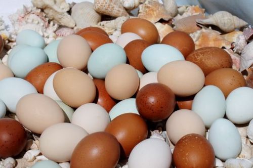 24+ Fertile Eggs for Education