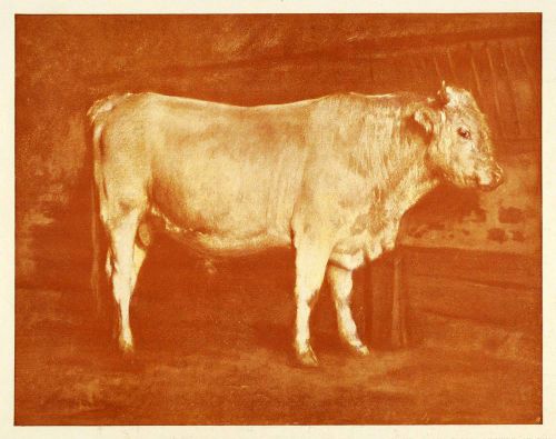 1905 Print Rosa Bonheur Female Painter Artist Cow Cattle Portrait XAD9