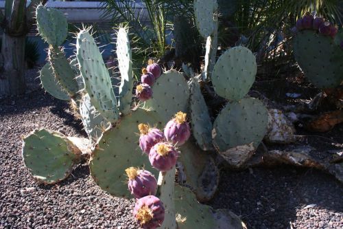Fresh Rare Opuntia Robusta V Maxima cactus, succulents (5 Seeds) WOW!!!!!