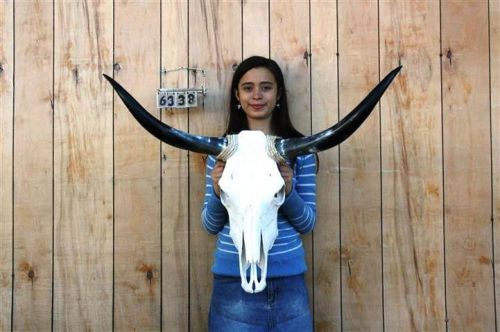 Steer skull and 3&#039; 1&#034; long horns cow longhorns h6338 for sale