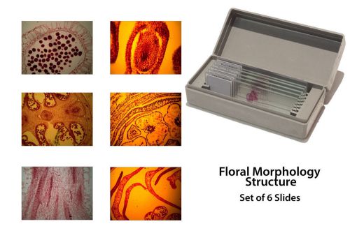 Microscopy Prepared Slides: Floral Morphology - Set of 6