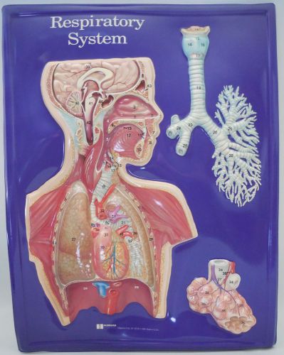 Hubbard Scientific 2672 Respiratory System Model