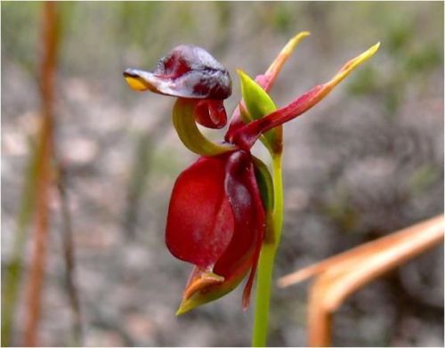 Fresh premium genuine caleana &#034;major&#034; (flying duck orchid)(10+ seeds) wow, l@@k! for sale