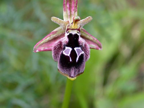 Fresh Premium Ophrys &#034;reinholdii &#034; (Bee Orchid)-(10+ Seeds) WOW, L@@K!!!!!!!