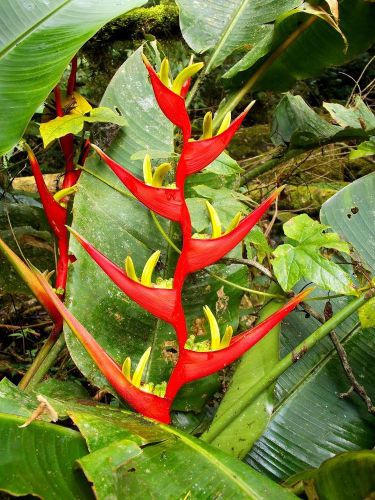 Fresh Exotic Heliconia &#034;farinosa&#034; (5 Seeds) WOW, L@@K!!!
