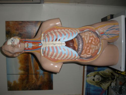 3B Scientific - B11 Classic Medical Unisex Torso Anatomical Body Anatomy Study