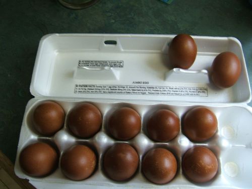 Black Copper Maran Eggs 10+