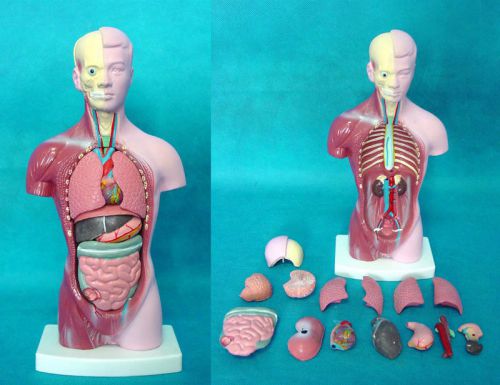 Rs human 28CM Anatomy Model trunk Torso with visceral (15 pc) Teaching education