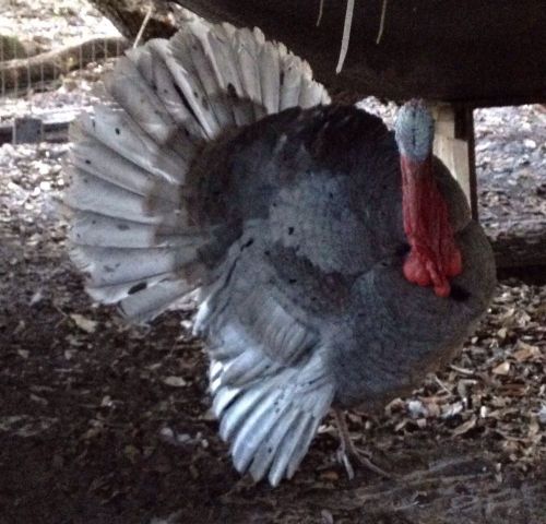 4 Royal Palm Turkey/Blue Slate Hatching Eggs. Not A Pre-sale! Spring Is Here!
