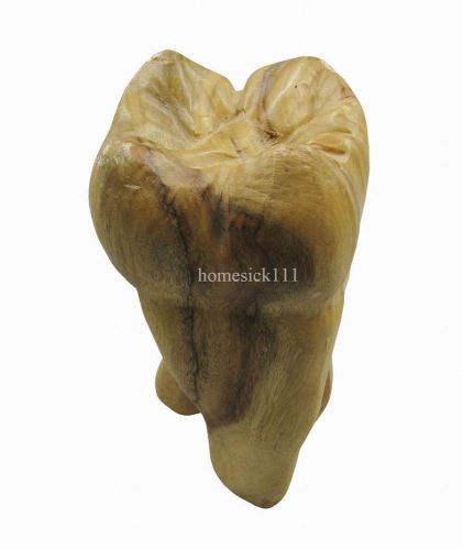 Dental Wood Teeth Sculpture Carving Statue Teeth Artware G022 hom