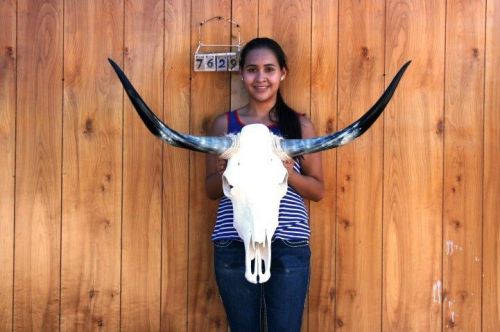 Steer skull and 3&#039; 3&#034; long horns cow longhorns h7629 for sale