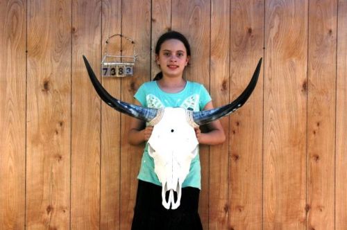 Steer skull and 2&#039; 6&#034; long horns cow longhorns h7383 for sale