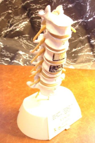 Vertebrae Spine Vertebral Column Medical Pathology Anatomical Model