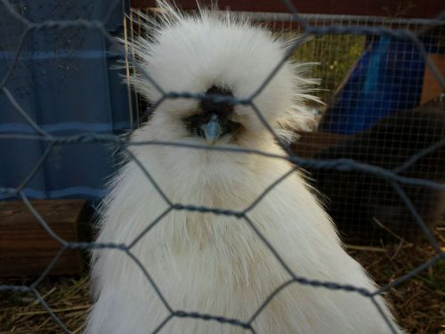 6 bearded Silkie assortment color black, blue, white Hatching Eggs