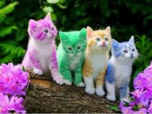 60 Personalized Return Address Labels CUTE KITTENS #2