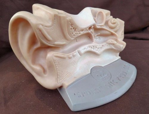 Vintage Sporin Otic Anatomic Ear Model Anatomical