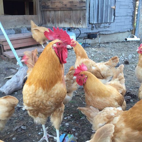 12 +1 Fresh BUFF ORPINGTON FERTILE Chicken Hatching Eggs