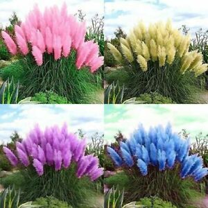 Genuine! 500Pcs New Rare Purple Pampas Grass Ornamental Plant Flowers mix color