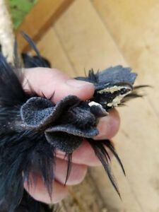 5+ AYAM CEMANI FERTILE HATCHING EGGS NPIP/AI CLEAN