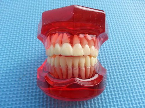 1 Piece Dental Dentist Standard Teeth Model 28 Pcs Teeth for Teach Study