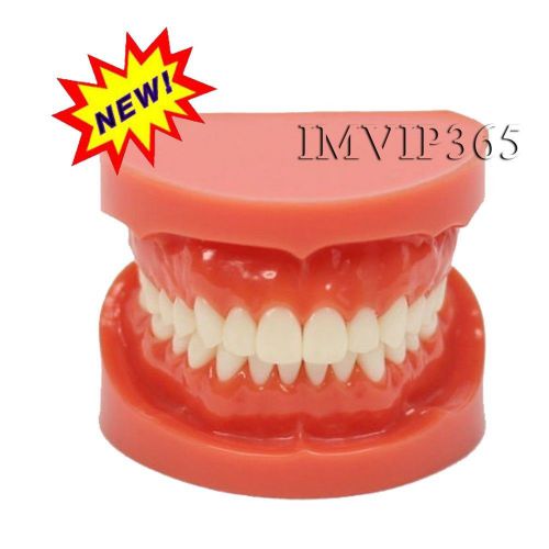 5 pcs dental teach study adult standard typodont demonstration teeth model vip for sale