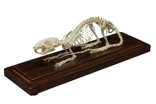Rat Skeleton Specimen Real Bone Articulated on Wood Base w/ Acrylic Lid
