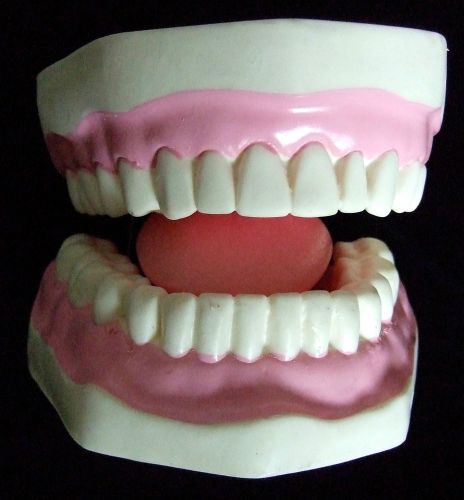 Giant TEETH TOOTH tongue MODEL teaching education hygiene medical DECOR