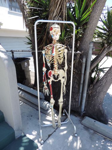 Anatomical Skeleton X Ray Chiropractors Bone Chart Painted &amp; Numbered