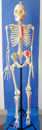 Human skeleton anatomical model life size w/ metallic stand - medical teaching for sale